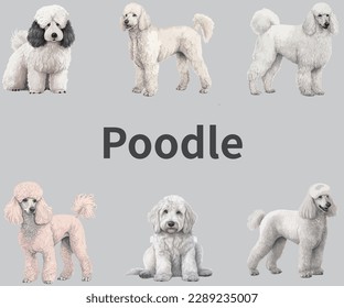 Get your hands on high-quality poodle puppy vector image data for your design needs. Instant download available. Perfect for pet-related projects. Buy now and elevate your designs!