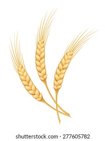 Ggold ears of wheat isolated on a white background. Vector illustration.