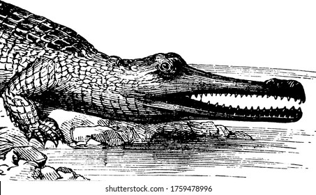 The gharial is a large sized reptile with long slender snout, also known as Gavial or Fish-Eating Crocodile., vintage line drawing or engraving illustration. 