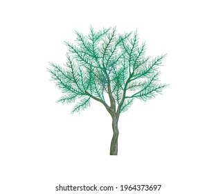 Gharqad tree vector illustration isolated on white.