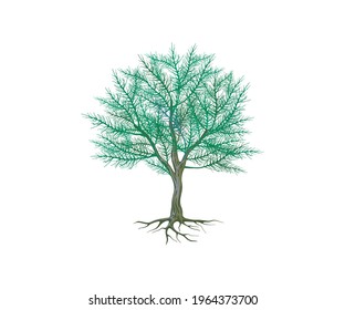 Gharqad tree vector illustration isolated on white.