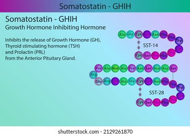 GHIH Somatostatin Hormon Peptidstruktur und Infografik mit kurzen Informationen über die biologische Rolle auf violettem Hintergrund.