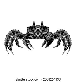 Ghost Crab hand drawing vector illustration isolated on white background