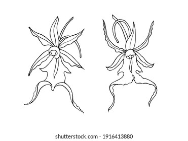 Ghost orchid vector illustration ( Dendrophylax lindenii ). Endangered plant. Editable  image of rare beautiful tropical flower for your design, fabric, upholstery and other use. Vector set.