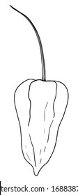 Ghost Pepper doodle. Raw red super hot hand drawn pepper sketch isolated on white background. Farm market product. Vegetarian salad recipe design. Vector stock illustration