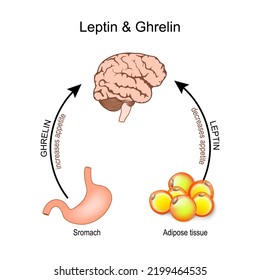 Ghrelin y leptina. hormonas que regulan el apetito. Leptin la hormona de la saciedad. Ghrelin la hormona del hambre. El cerebro, el estómago y el tejido adiposo del ser humano. Afiche del vector