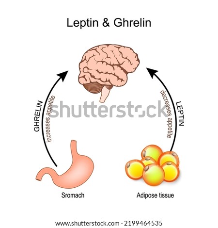 Ghrelin and leptin. hormones that regulate appetite. Leptin the satiety hormone. Ghrelin the hunger hormone. Human's brain, stomach and adipose tissue. Vector poster