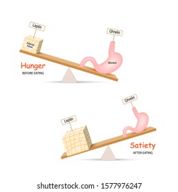 Ghrelin and Leptin. Human hormones before and after eating. Balance hormones that regulate Hunger and Satiety. Adipose tissue and stomach