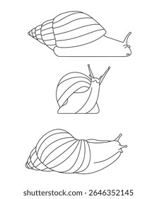 Giant African Snail Giant African Snail