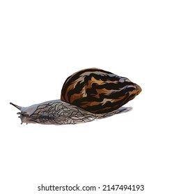 giant African snail Vector white background