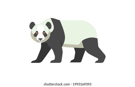 Giant animal Panda bear (Ailuropoda melanoleuca) walking side angle view, flat style vector illustration isolated on white background