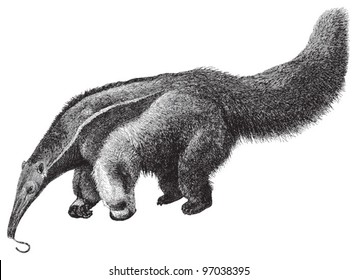 Giant Anteater (Myrmecophaga jubata) / vintage illustration from Meyers Konversations-Lexikon 1897