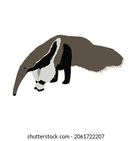 Giant anteater, Myrmecophaga tridactyla is also known as Ant Bear but it only eats insects 