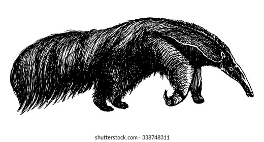 Giant anteater realistic ink drawing. Vector hand drawn exotic animal