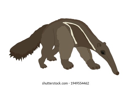 Giant anteater vector illustration isolated on white background. Ant eater animal symbol, from South America.