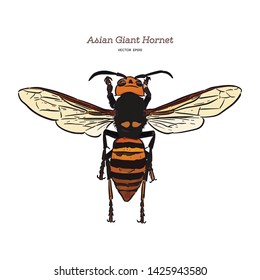 Giant asian hornet, hand draw sketch vector.