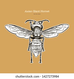 Giant asian hornet, hand draw sketch vector.