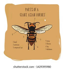 Giant Asian Hornet, Hand Draw Sketch Vector.