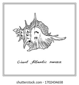Giant Atlantic Murex. Black and white square card. Hand-drawn collection of greeting cards. Vector illustration.