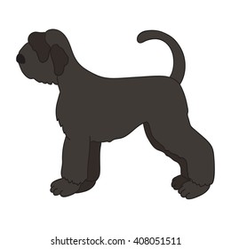 Giant black schnauzer isolated on white background.  Beautiful dog. Vector illustration. Eps 10. 