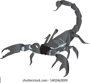 Giant black scorpion vector - Giant scorpion illustration 