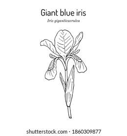 Riesenblau (iris giganticaerulea), Staatliche Wildblume von Louisiana. handgezeichnete botanische Vektorgrafik