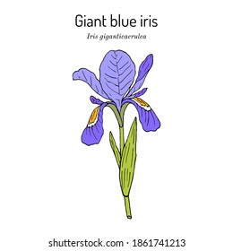 Giant blue iris (iris giganticaerulea), state wildflower of Louisiana. Hand drawn botanical vector illustration