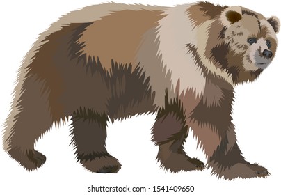 Giant brown bear vector - brown bear illustration