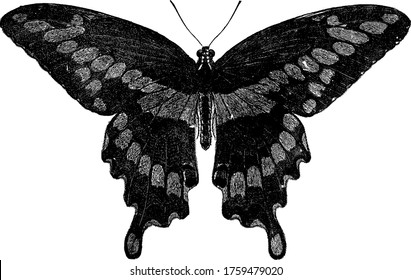 Der riesige Schmetterling, die Papilio-Cresphonten-Art, hat ein auffälliges Aussehen mit einer Spannweite und wird als die größten Schmetterlinge, Vintage-Linie Zeichnung oder Gravitation Illustration vorgeschlagen.