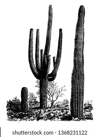 Giant Cactus is the largest cactus in the United States. It is grows 20 to 40 feet tall 12 to 18 inches in diameter, vintage line drawing or engraving illustration.