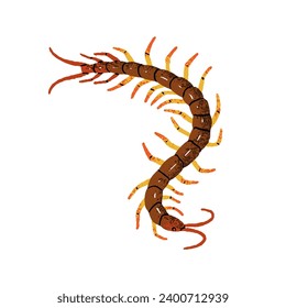 Giant centipede, Scolopendra gigantea. Poison insect with many legs. Dangerous Amazonian arthropod animal. Tropical rainforest fauna. Flat isolated hand drawn vector illustration on white background