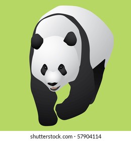 giant china panda