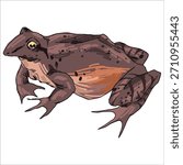Giant ditch frog. Leptodactylus fallax. Mountain chicken. Colorful, vector illustration. Picturesque. Unique stylization. Print on sketchbooks, stickers, postcards, cups, clothes, posters. Biologic.