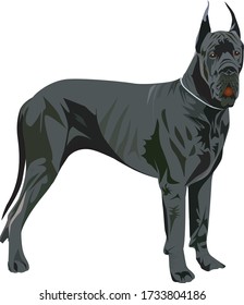 Giant dog vector. Great Dane Illustration