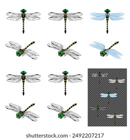 giant dragonfly illustration material set
