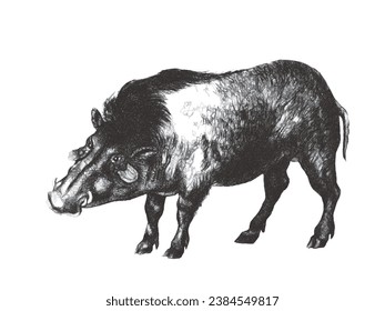 Giant forest hog (Hylochoerus meinertzhageni). Doodle sketch. Vintage vector illustration.