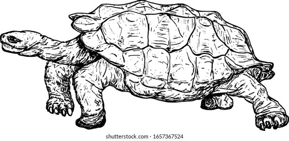 209 Giant tortoise galapagos Stock Illustrations, Images & Vectors ...