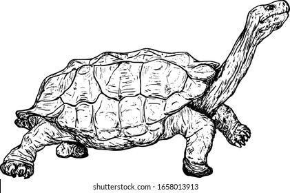 Giant Galapagos Tortoise Stretching Out Neck Stock Vector (Royalty Free ...