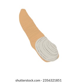 Giant Geoduck Clams high quality vector design transparent background