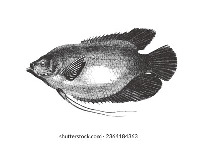 Giant gourami (Osphronemus goramy). Doodle sketch. Vintage vector illustration.