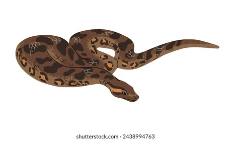 Giant green anaconda. Common water boa. Exotic snake with patterned skin. Big tropical serpent. Dangerous amazonian animal. Jungle reptile. Flat isolated vector illustration on white background
