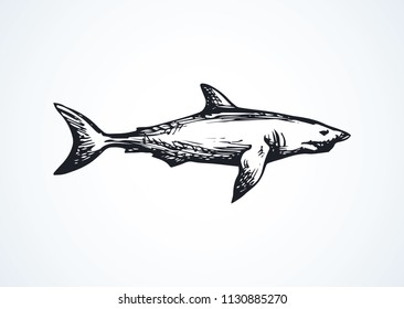 Realistic Shark Drawing Stock Illustration 725049664