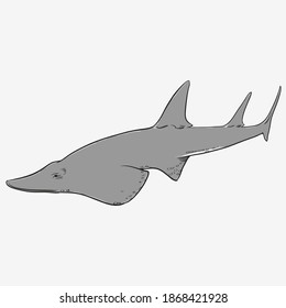 Giant guitarfish (Rhynchobatus djiddensis) Vector illustration 
