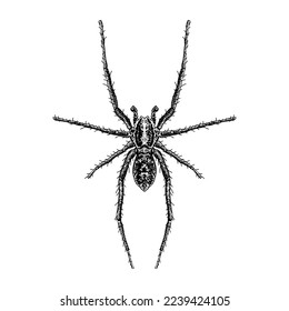 Giant House Spider hand drawing vector isolated on white background.