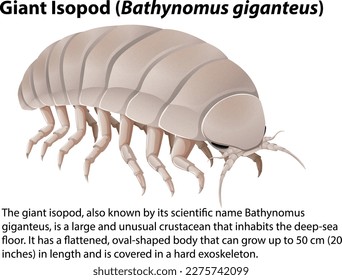 Isopod gigante (Bathynomus Giganteus) con ilustración de texto informativo