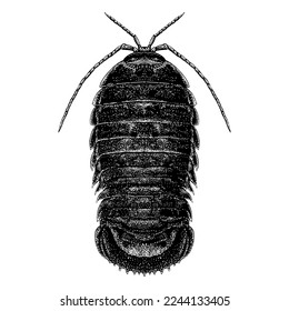 Vector gigante de dibujo a mano Isopod aislado en fondo blanco.