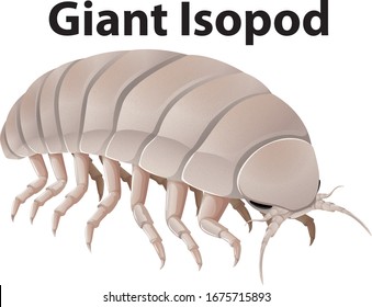 Giant isopod with many legs on white background illustration