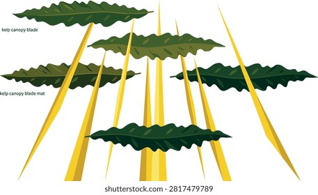 Giant Kelp Canopy Blade Mat Vector Illustration Set with Yellow Stipes for Marine Biology Science Infographics and Underwater Ecosystem Graphics.eps