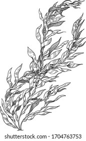 Giant kelp illustration, drawing, engraving, ink, line art, vector