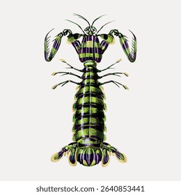 Giant mantis shrimp hand drawn by Charles Dessalines D'orbigny, illustration isolated on white, vector. 